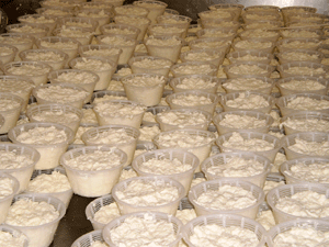 Zidarich - formaggio fresco