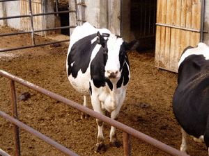 Zidarich - la stalla