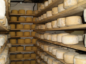 Zidarich - la cantina di stagionatura dei formaggi