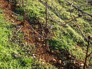 Particolare della lavorazione in vigna presso l'azienda Zidarich