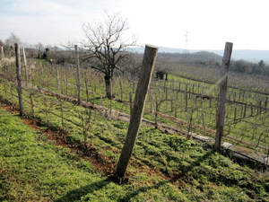 I pali di sostegno in legno