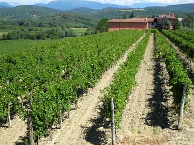 Altro vigneto