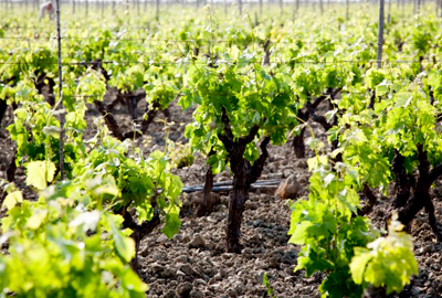 Un vigneto ad alberello