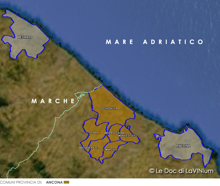 Lacrima di Morro d'Alba