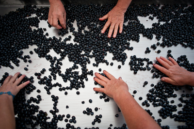 Le Macchiole: la cernita