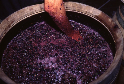 Le Macchiole: la fermentazione