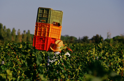 Le Macchiole: durante la raccolta