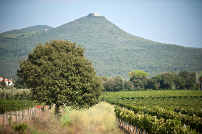 Le Macchiole: i vigneti