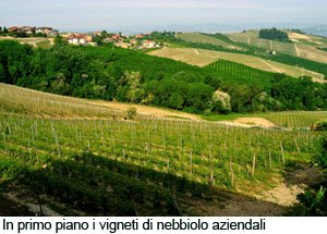 Vigneti a nebbiolo