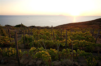 Isola del Giglio: panorama dall'azienda Altura