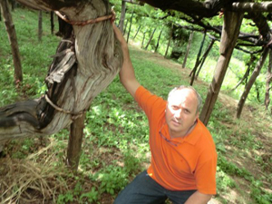 Gaetano Bove e una vigna centenaria