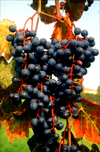 Lambrusco grasparossa
