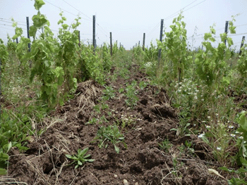 La preparazione della vigna