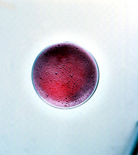 Bicchiere di Lambrusco