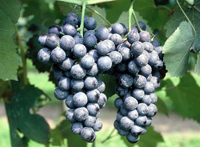 Lambrusco di Sorbara