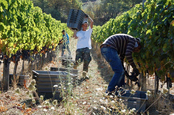 Vendemmia da Querciabella