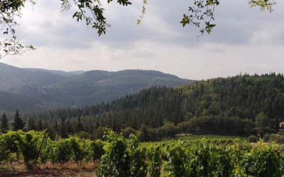 La vigna davanti all'azienda Riecine