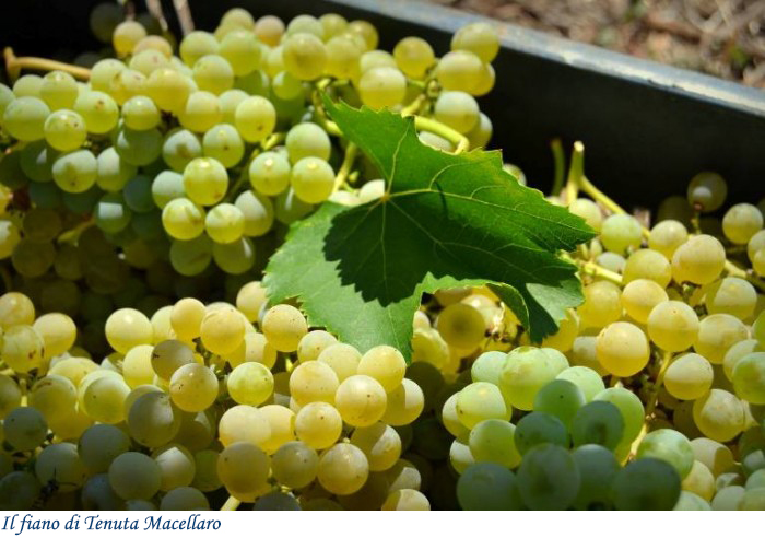 Il fiano di Tenuta Macellaro