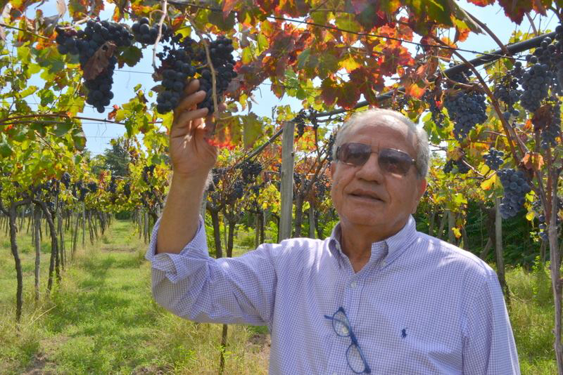 Vincenzo Ambrosio e la pergola di piedirosso