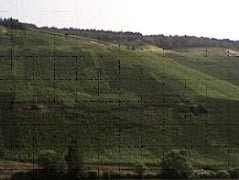 Vigneti sui pendii della Mosella