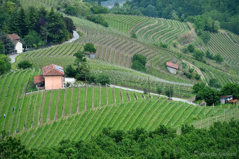 vigneti in Langa