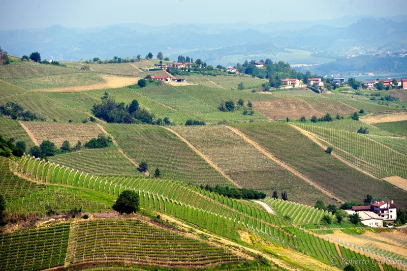 Paesaggio nel Barbaresco