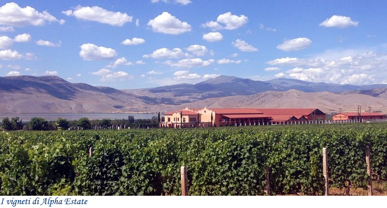 I vigneti di Alpha Estate