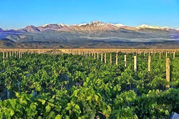 I vigneti della Bodega Enrique Foster