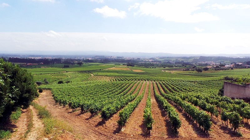 La tenuta di Filipa Pato