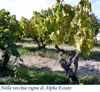 Nella vecchia vigna di Alpha Estate