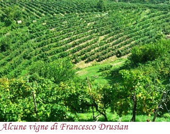 Alcune vigne di Francesco Drusian