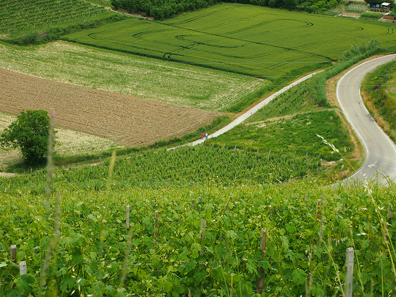 Colori e colture in Roero