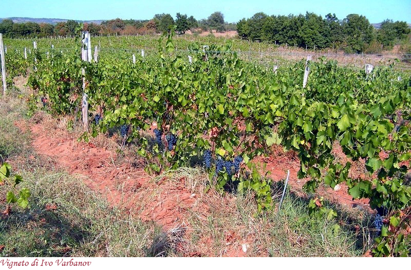 Vigna di Ivo Varbanov