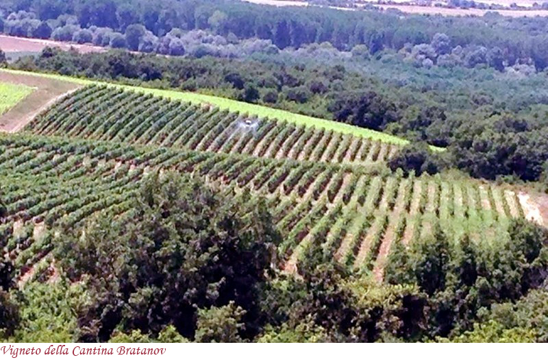 Vigne della cantina Bratanov