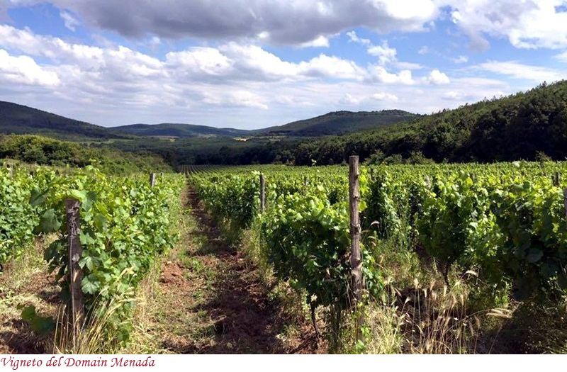 Vigneto di Domain Menada