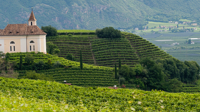 Collina Sanctissimus, vigna di oltre ottanta anni di Pinot Bianco (San Paolo)