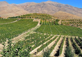 Vista sui vigneti della Getnatoun Winery