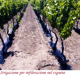 Irrigazione per infiltrazione nel vigneto
