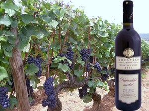 Rulandské modré - výběr z hroznů 2011 Moravino