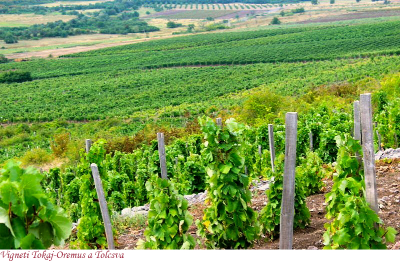 vigneti Tokaj-Oremus a Tolcsva