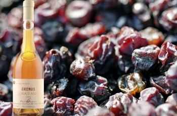 Tokaji Aszú 6 Puttonyos 1999 Tokaj-Oremus