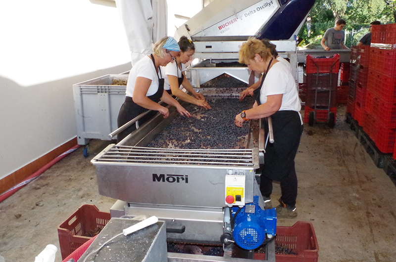 Tavolo di cernita delle uve