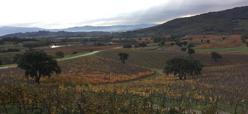 Rocca di Frassinello - vigneti