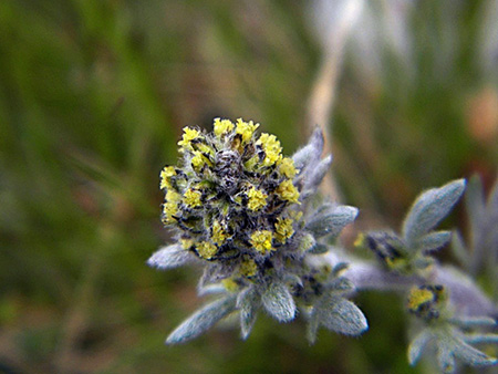 Artemisia genipi Weber