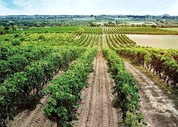 Vigneto a vermentino