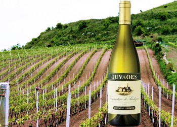 Vermentino di Sardegna Tuvaoes della Vinicola Cherchi