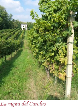 La vigna del Carolus