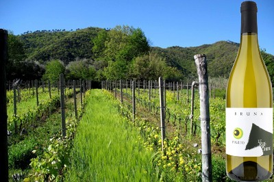 Riviera Ligure di Ponente Pigato Le Russeghine Bruna