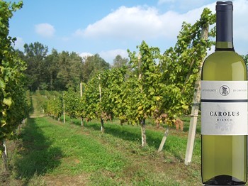 La vigna del Carolus