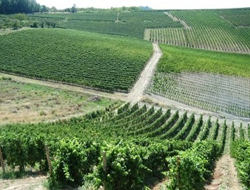 Vigneto azienda Massa